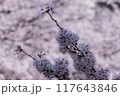 春の光を浴びる桜 117643846