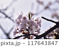 恩田川の桜の花びら 117643847