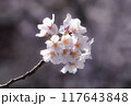 恩田川の桜の花びら 117643848