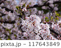 桜の花のある風景 117643849