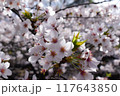 桜の花のある風景 117643850