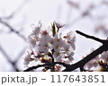桜の花のある風景 117643851