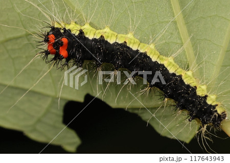 生き物　昆虫　ヒメヤママユ、中齢幼虫。バラ科やブナ科、ミズキにカエデにクルミなどかなりの広食性 117643943