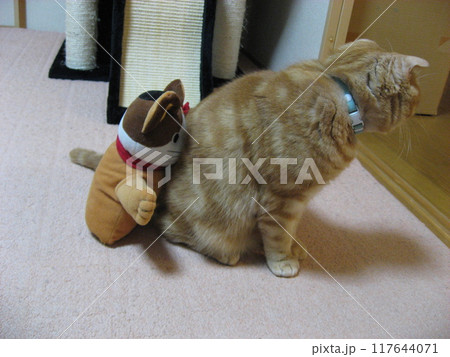 お座りしている猫 お座りしている猫 117644071