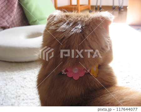 猫の後ろ姿 猫の後ろ姿 117644077