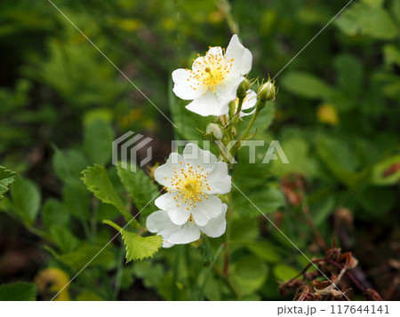 高原に咲くノイバラの白い花 高原に咲くノイバラの白い花 117644141