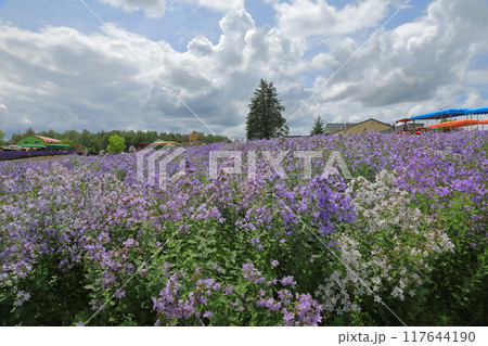 初夏の花が満開の美瑛四季彩の丘の爽やかな風景 117644190