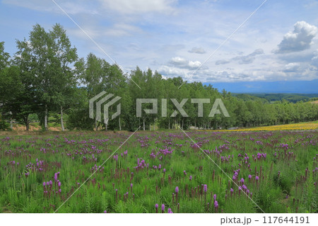 長い白樺並木が続く美瑛四季彩の丘の花畑の風景 長い白樺並木が続く美瑛四季彩の丘の花畑の風景 117644191