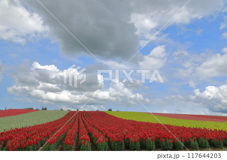 美瑛四季彩の丘の鮮やかな花に彩られた風景 117644203