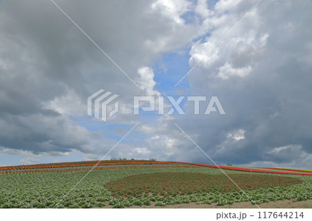 初夏の美瑛四季彩の丘の花に彩られた美しい丘の景色 117644214