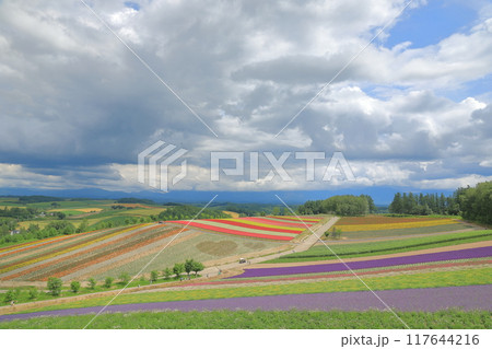 美瑛四季彩の丘の展望花畑の美しい風景 117644216