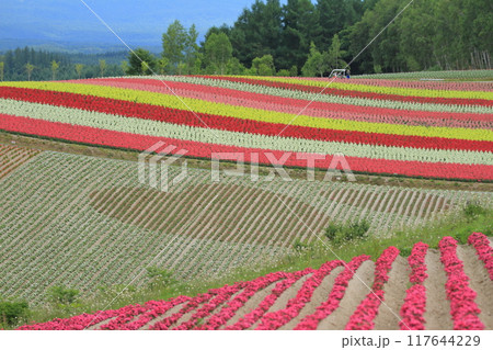ハート型の花壇が可愛らしい美瑛四季彩の丘の景色 117644229