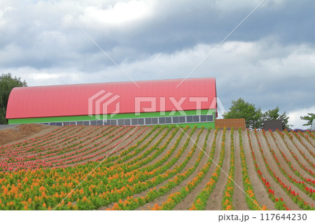 美瑛四季彩の丘の花畑と建物のカラフルな風景 117644230