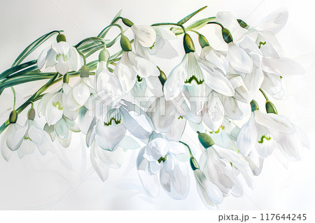 美しいスノードロップの花 117644245