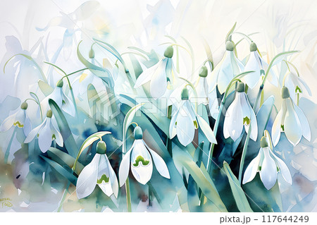 美しいスノードロップの花 117644249