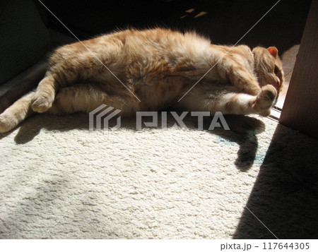 陽だまりで気持ちよさそうに寝る猫 117644305