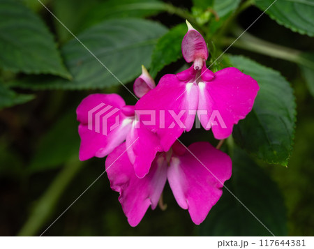 赤紫のインパティエンス・スツルマニィ 117644381