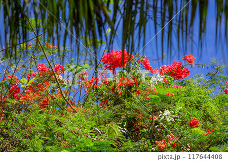 カエンボク 117644408