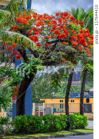 カエンボク 117644410