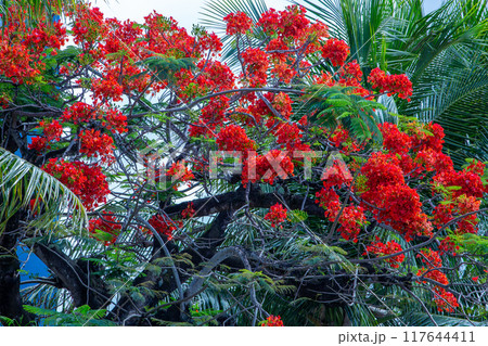 カエンボク 117644411