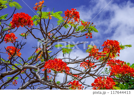 カエンボク 117644413