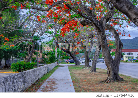 カエンボク 117644416