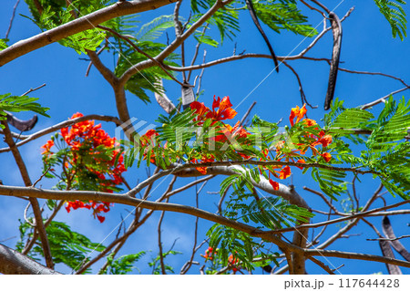 カエンボク カエンボク 117644428