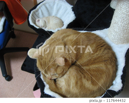 ハンモックで眠る2匹の猫 ハンモックで眠る2匹の猫 117644432
