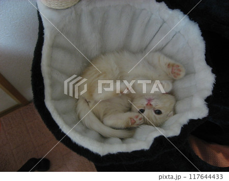 ひっくり返る子猫 ひっくり返る子猫 117644433