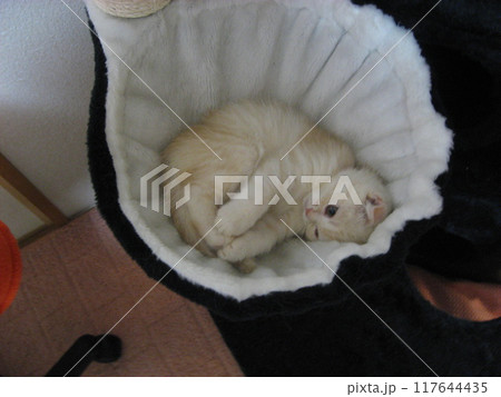 かわいい子猫 117644435