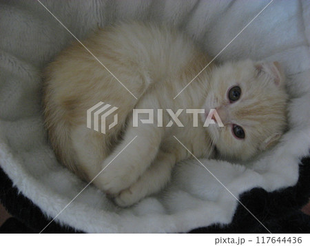 見つめる子猫 117644436