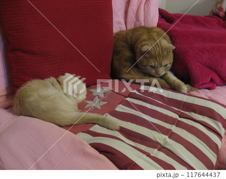 ソファで眠る2匹の猫 ソファで眠る2匹の猫 117644437