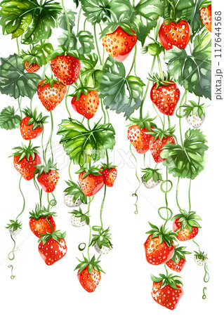 たわわに実る美味しそうなイチゴ 117644568