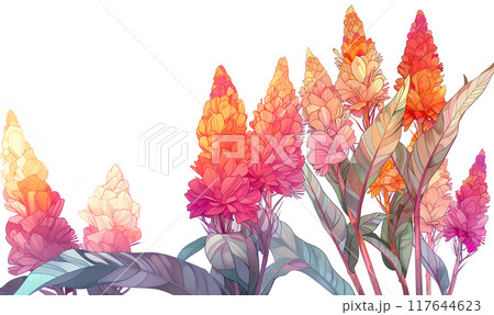 美しいケイトウの花（ヨコ） 117644623