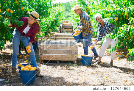 Group of people gathering harvest of peaches in farm orchard 117644663