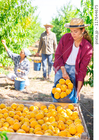 Female worker harvest ripe peaches in big box 117644675