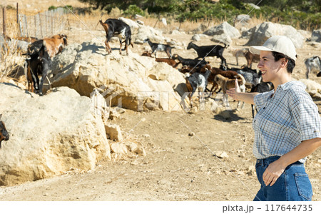 Female farmer watching flock of goats grazing in mountainous area Female farmer watching flock of goats grazing in mountainous area 117644735