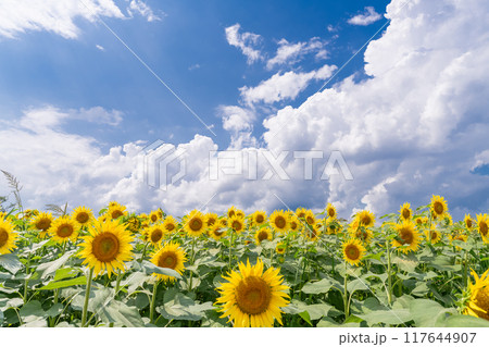 《新潟県》満開のひまわり畑・津南ひまわり広場 《新潟県》満開のひまわり畑・津南ひまわり広場 117644907