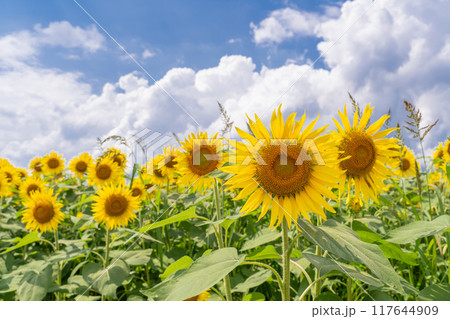 《新潟県》満開のひまわり畑・津南ひまわり広場 117644909