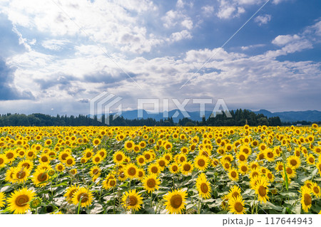 《新潟県》満開のひまわり畑・津南ひまわり広場 117644943