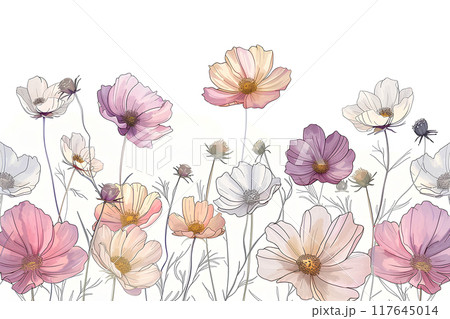 美しいコスモスの花（ヨコ） 117645014