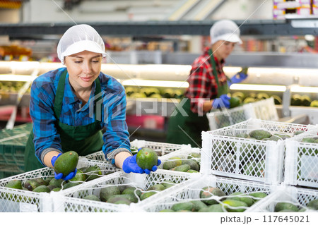 Workwoman working at fruit warehouse putting avocado into container Workwoman working at fruit warehouse putting avocado into container 117645021