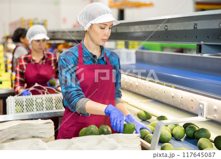 Workwoman sorting and packing ripe avocados in agricultural factory 117645087