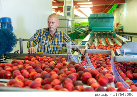 man sorting peaches on the conveyor. 117645090
