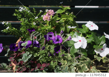 ニチニチソウとペチュニアの寄せ植え 117645312