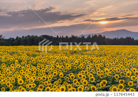 《新潟県》満開のひまわり畑・夕暮れの津南ひまわり広場 《新潟県》満開のひまわり畑・夕暮れの津南ひまわり広場 117645443