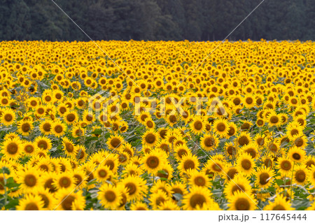 《新潟県》満開のひまわり畑・夕暮れの津南ひまわり広場 《新潟県》満開のひまわり畑・夕暮れの津南ひまわり広場 117645444