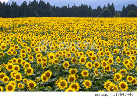 《新潟県》満開のひまわり畑・夕暮れの津南ひまわり広場 《新潟県》満開のひまわり畑・夕暮れの津南ひまわり広場 117645446
