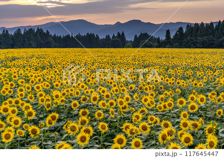 《新潟県》満開のひまわり畑・夕暮れの津南ひまわり広場 《新潟県》満開のひまわり畑・夕暮れの津南ひまわり広場 117645447