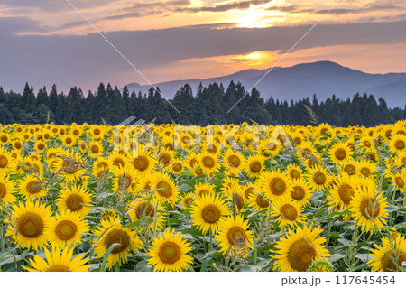 《新潟県》満開のひまわり畑・夕暮れの津南ひまわり広場 117645454